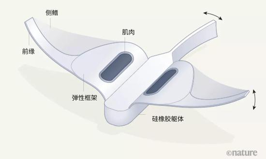 图1 | 深海机器人设计。李国瑞等人开发了一种用柔性材料制作的机器人，该机器人可以承受深海下的极端压强。这个机器人外形类似鱼，有一个弹性框架，框架两侧有两个很薄的可扑动侧鳍；侧鳍的前缘使用了一种较硬的材质。框架上的“肌肉”由一种能将电能转换为机械功的材料制成，附着在两个鳍上（附着结构未显示）。当来自机器人电池的电流抵达肌肉时，这些肌肉会发生收缩。机器人的电子元器件和电池被嵌入中央的硅橡胶躯体内；它们在硅橡胶中离散排布，这样能保证它们在高压强下不会被破坏。