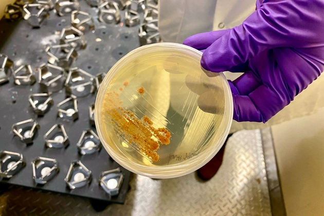 热带盐孢菌可以在实验室中培育